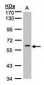 MAPK15 / ERK7 Antibody